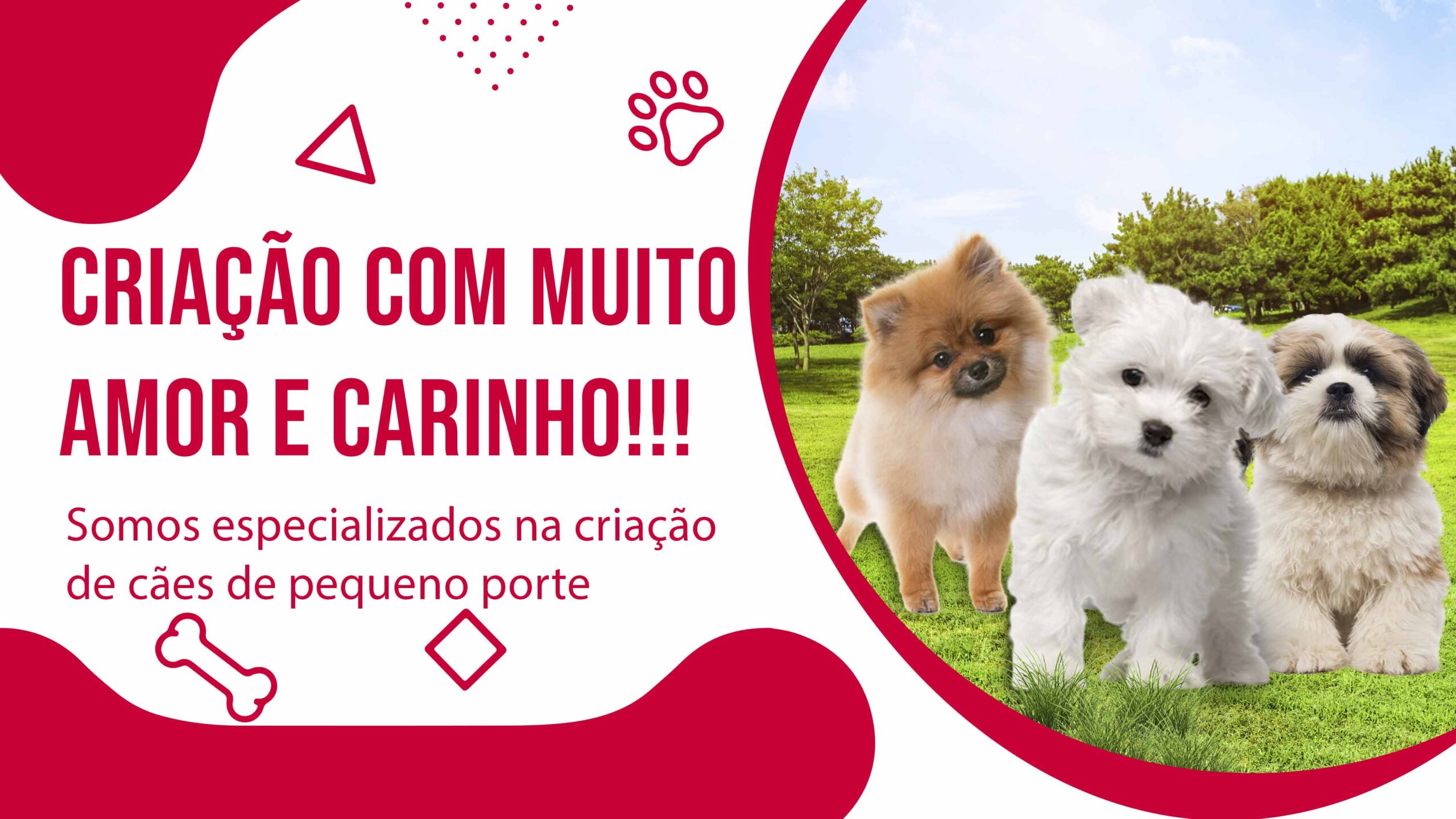 Canil Lulu da Pomerânia BH