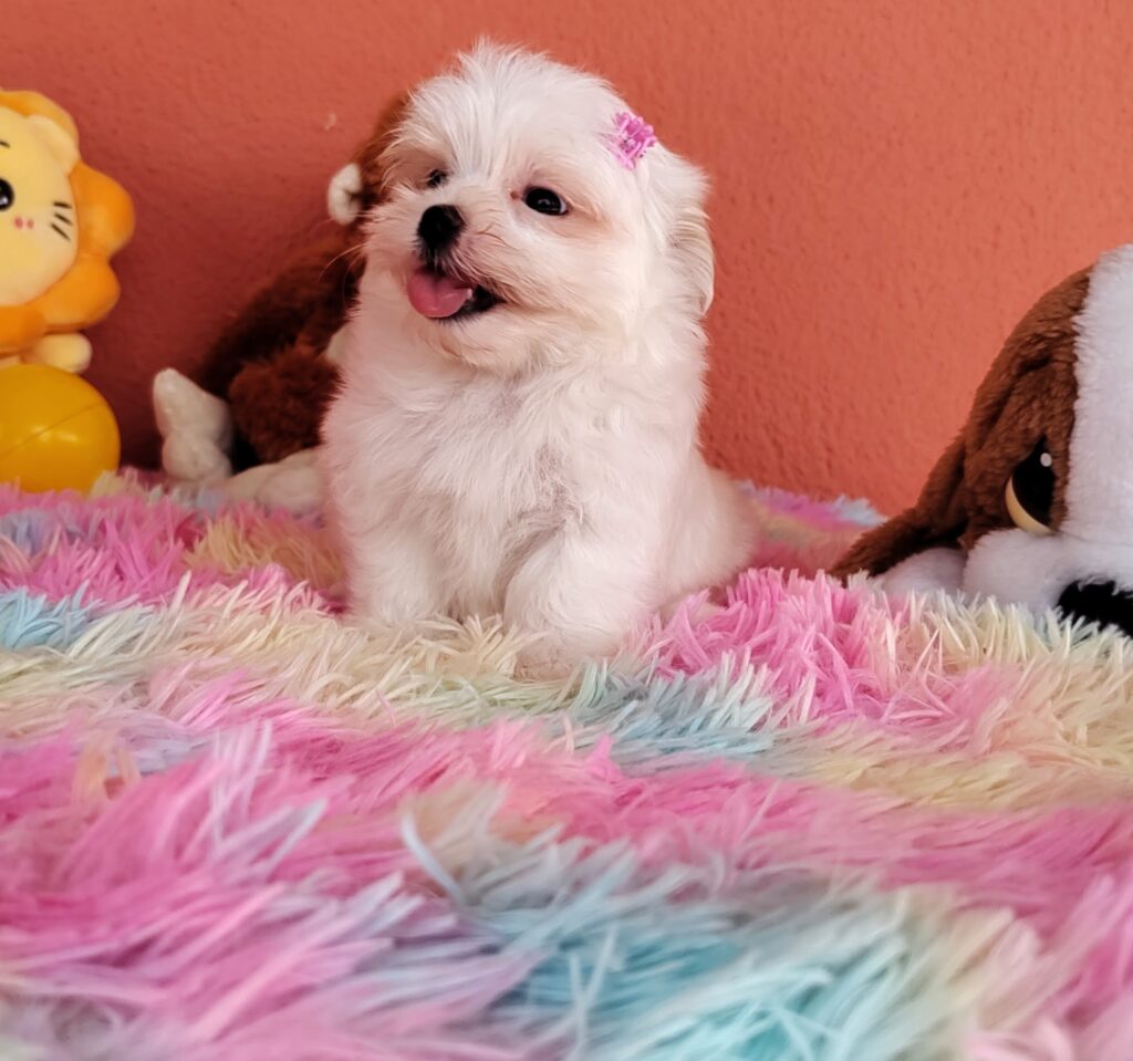 IMG_20230202_123222146