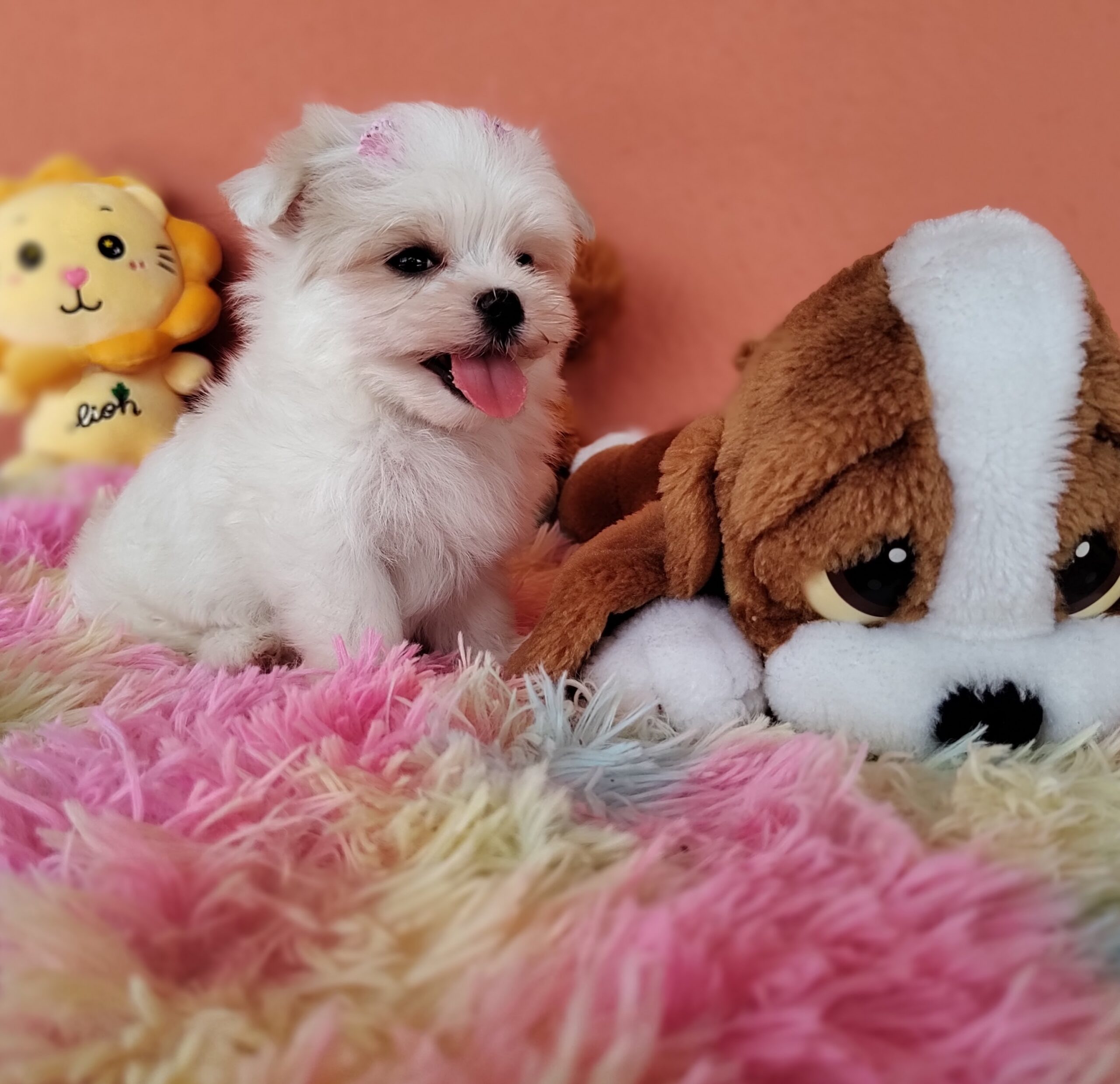 IMG_20230202_123538886_MF_PORTRAIT-1-scaled (1)