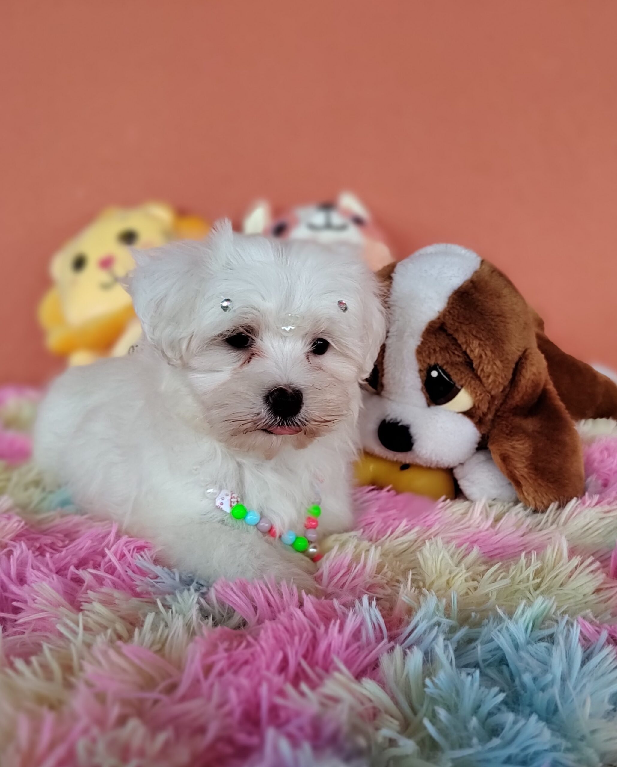 IMG_20230224_162645497_MF_PORTRAIT-sc