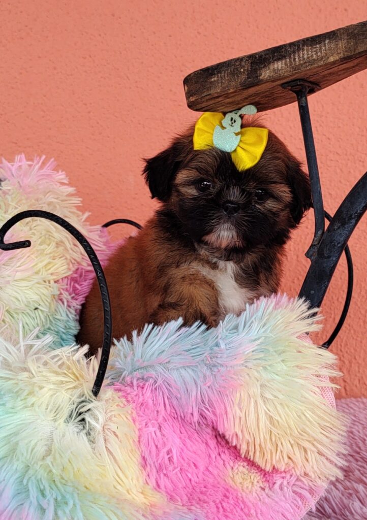 IMG_20230405_120438004