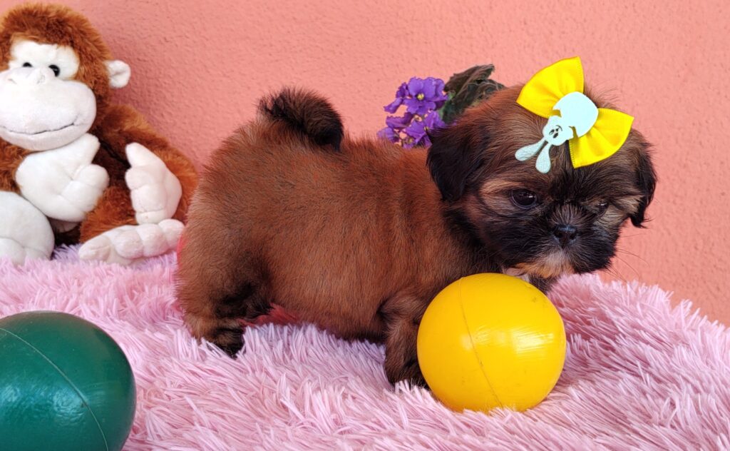 IMG_20230405_120929546