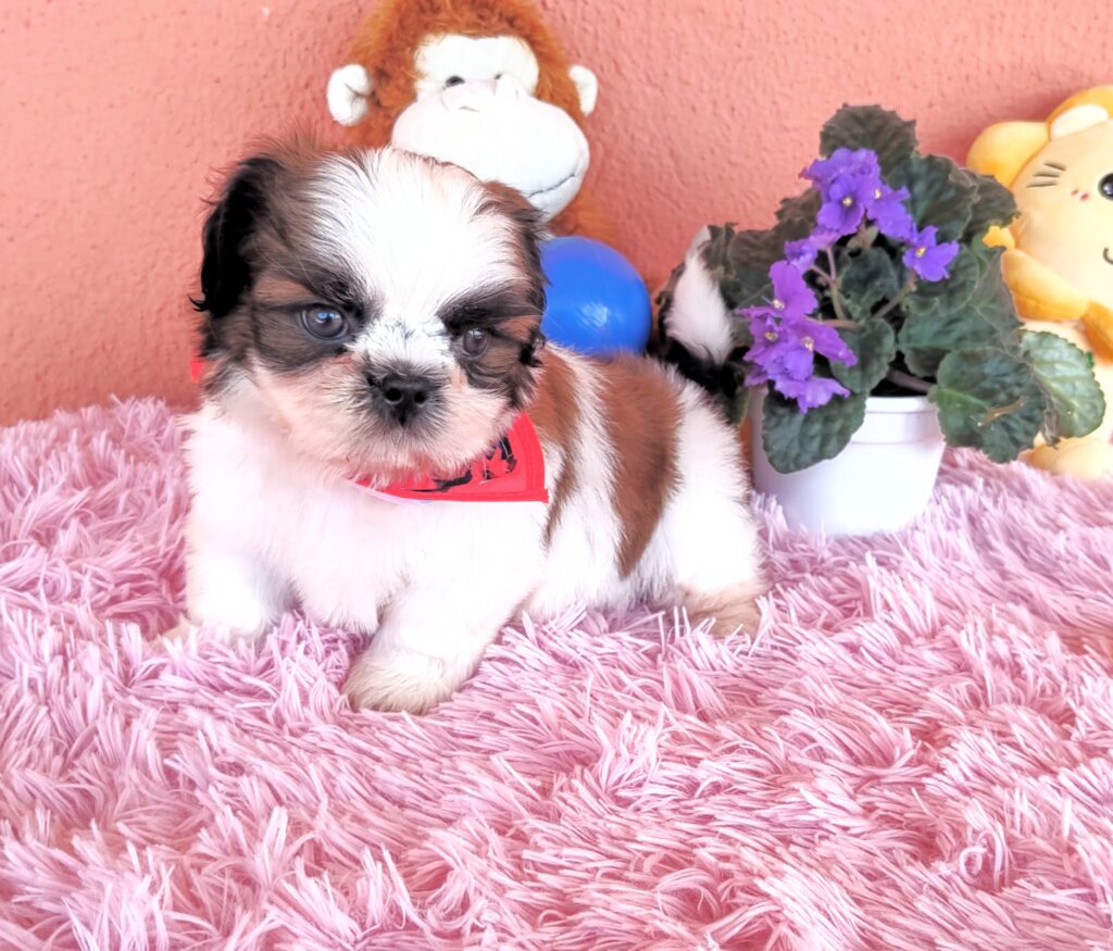 IMG_20230405_123528350-1