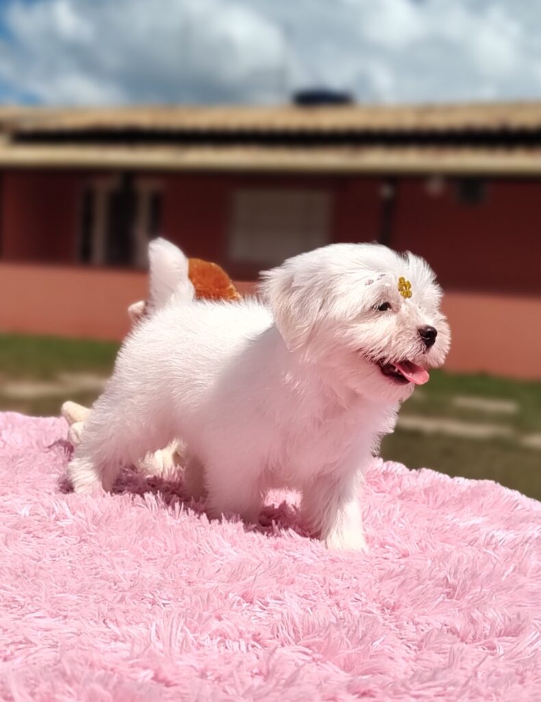 IMG_20230427_120239949_MF_PORTRAIT