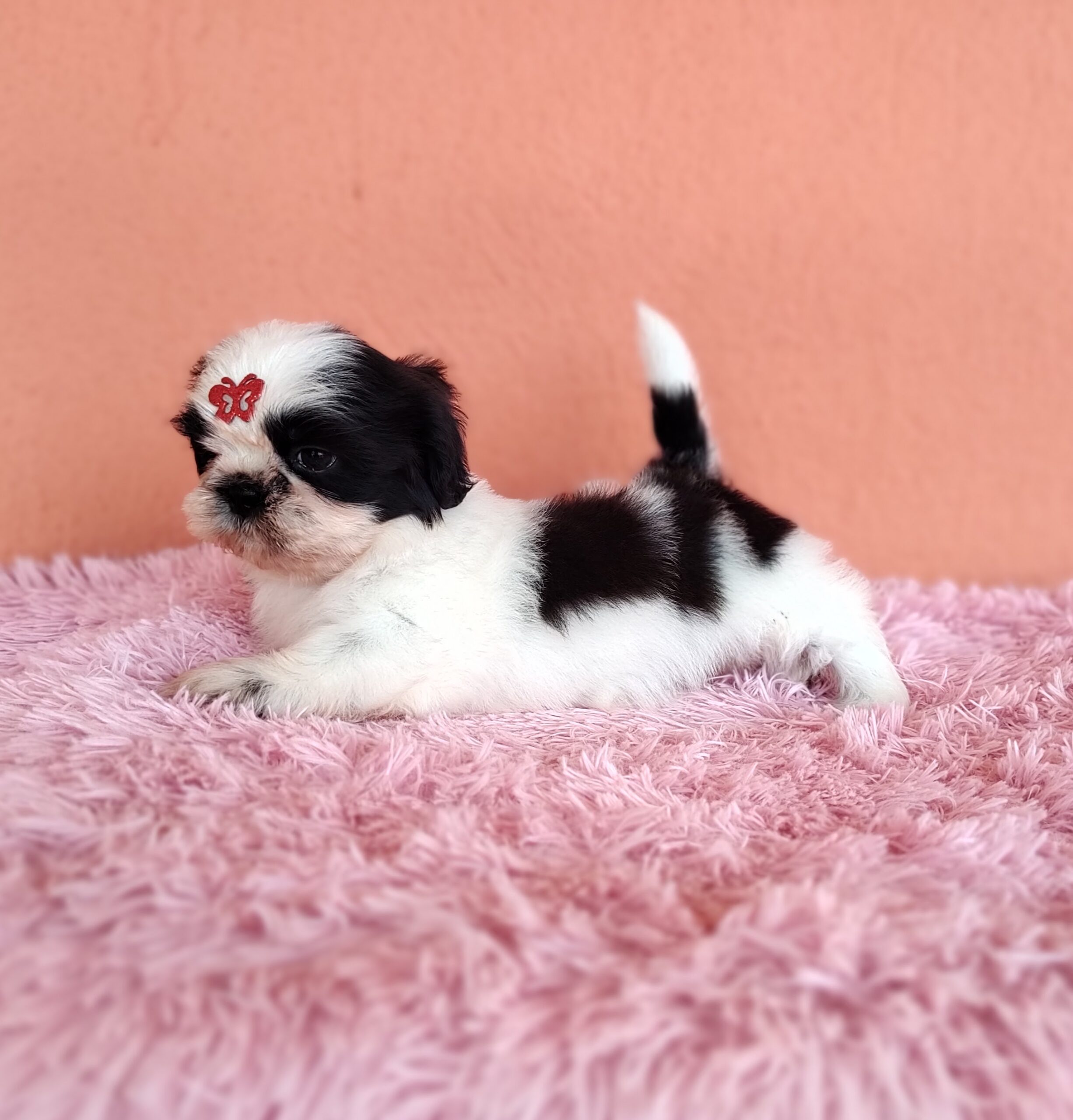 IMG_20230911_124358768_MF_PORTRAIT