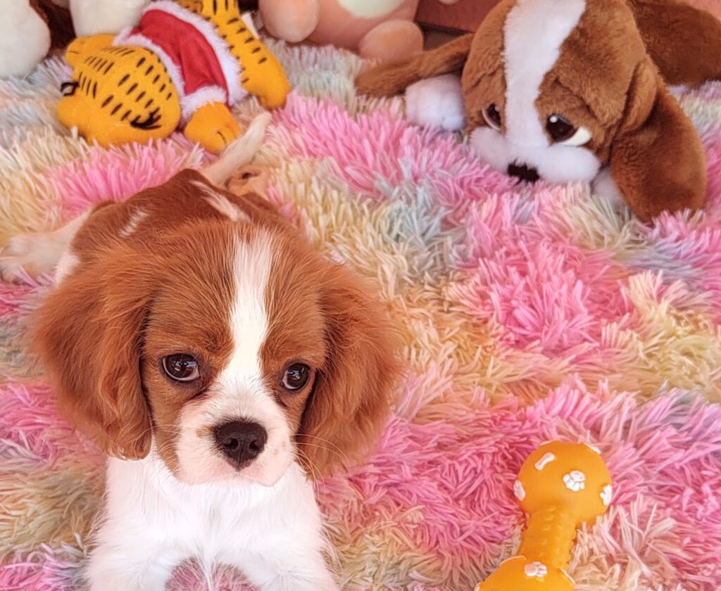 IMG_20231024_120401333