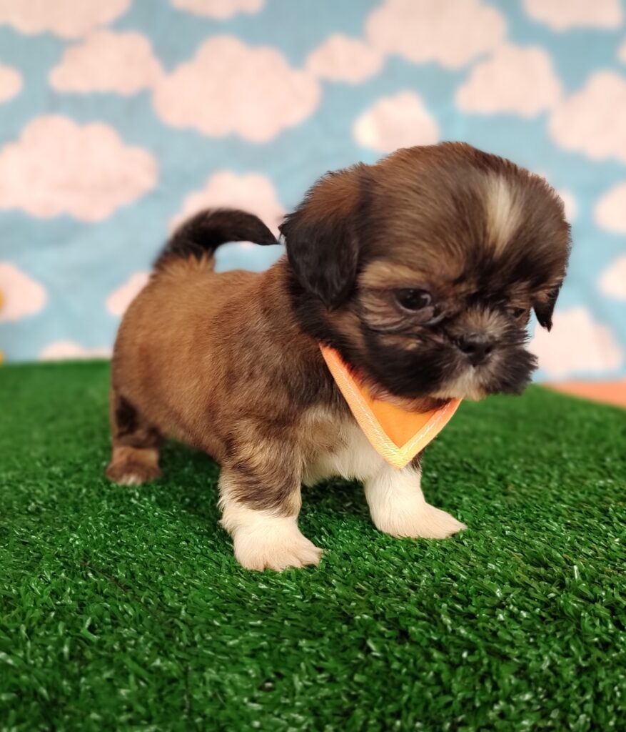 IMG_20231003_150421282_MF_PORTRAIT