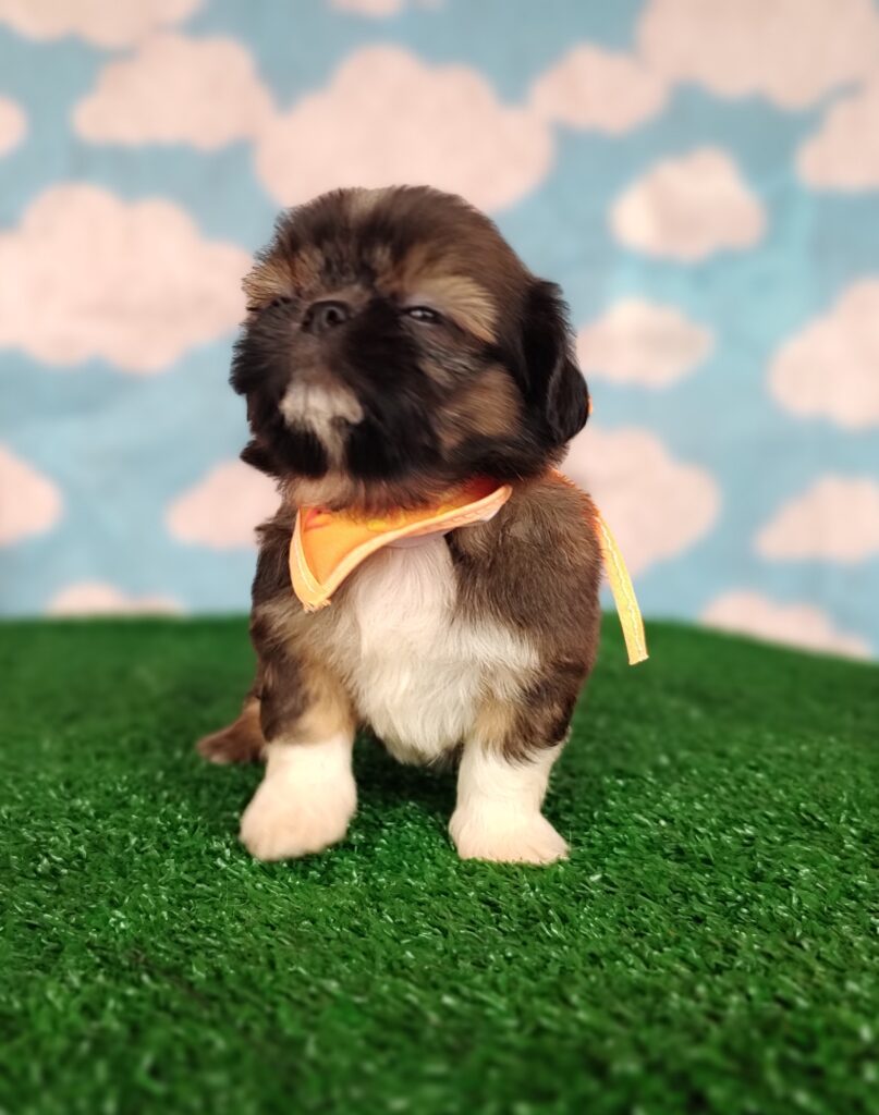 IMG_20231003_150423208_MF_PORTRAIT