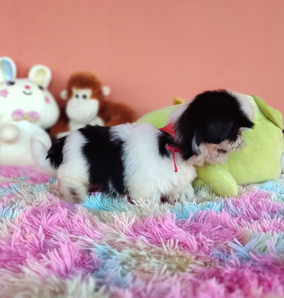 IMG_20231030_154309947_MF_PORTRAIT