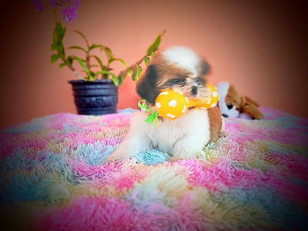 IMG_20231107_122304854_MF_PORTRAIT~2