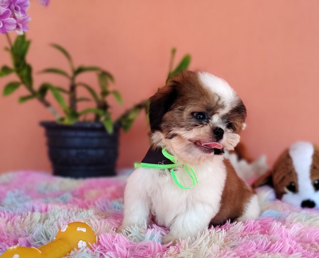 IMG_20231107_122339592_MF_PORTRAIT