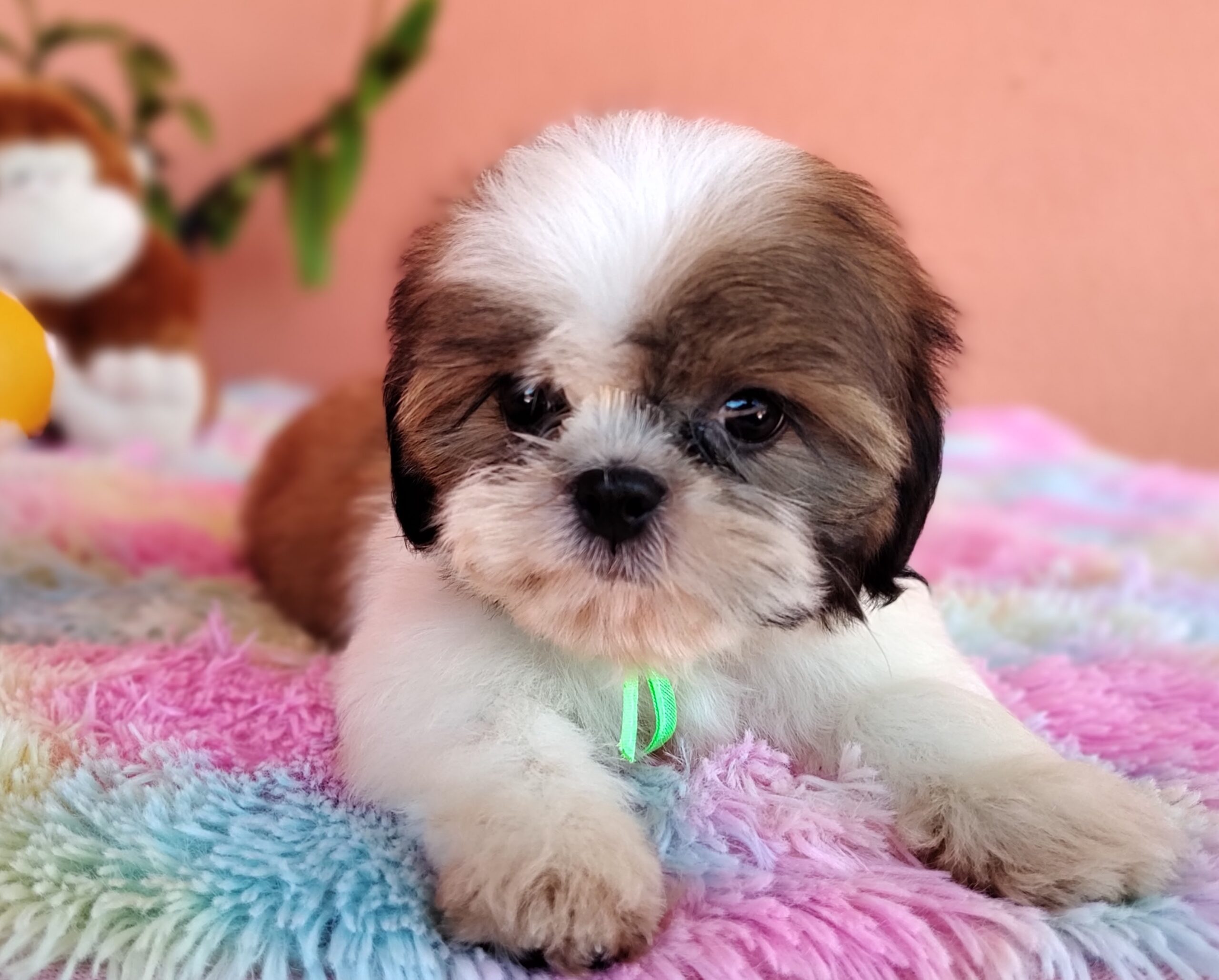 IMG_20231107_122449902_MF_PORTRAIT