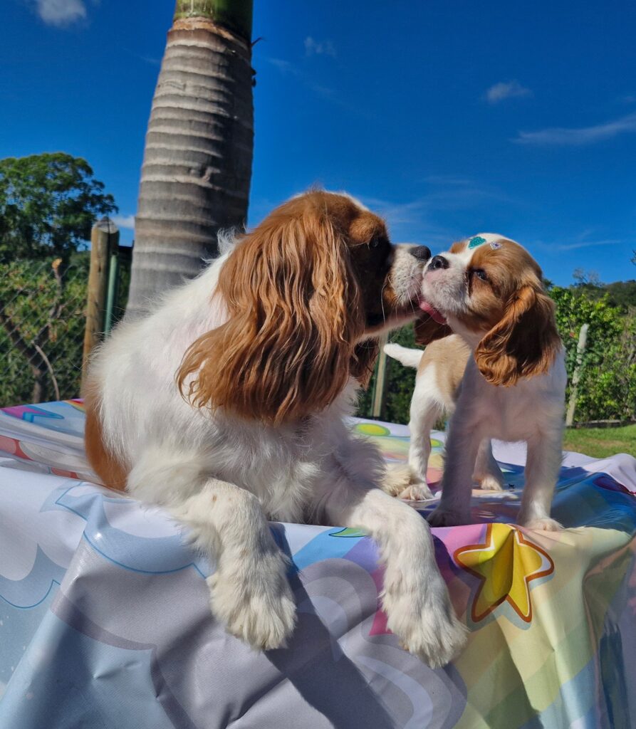 original_1b564a6e-a85b-4742-837f-1b5685e44ad6_20240509_094555