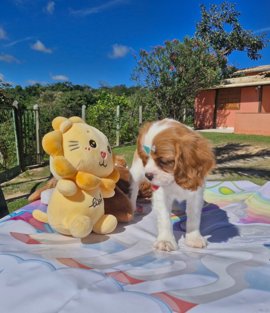 original_3c770b42-4380-4b58-9ad7-aa47aaa812a0_20240509_095853