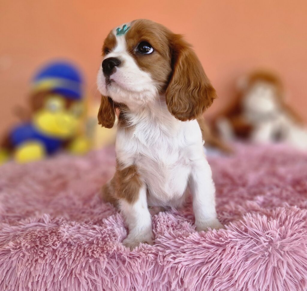 original_147f6ba0-4c7c-4c3d-8dea-d6c28fb72381_20240820_132541