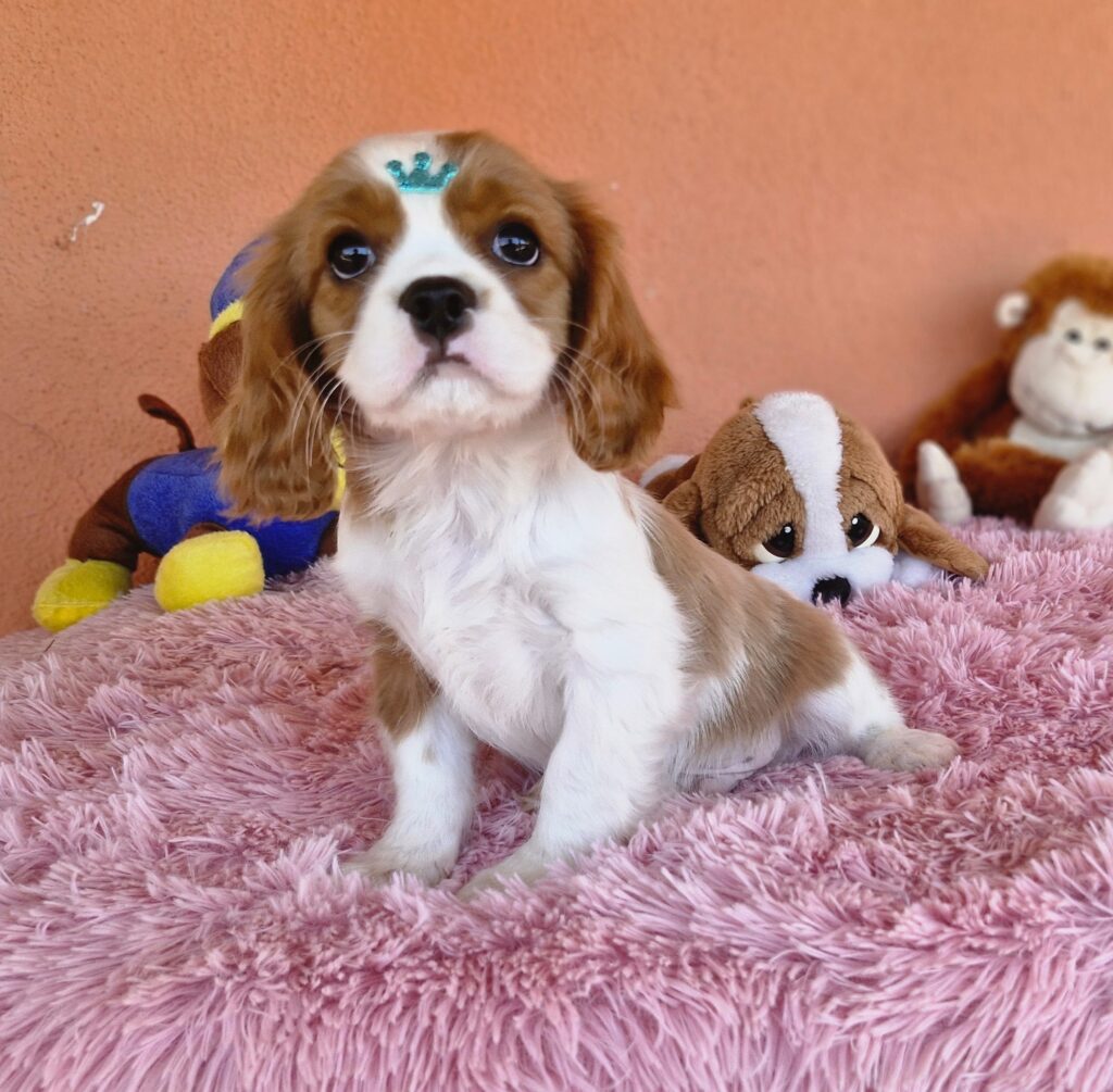 original_31580feb-09ef-4a75-aea2-232a883fb06e_20240820_132548