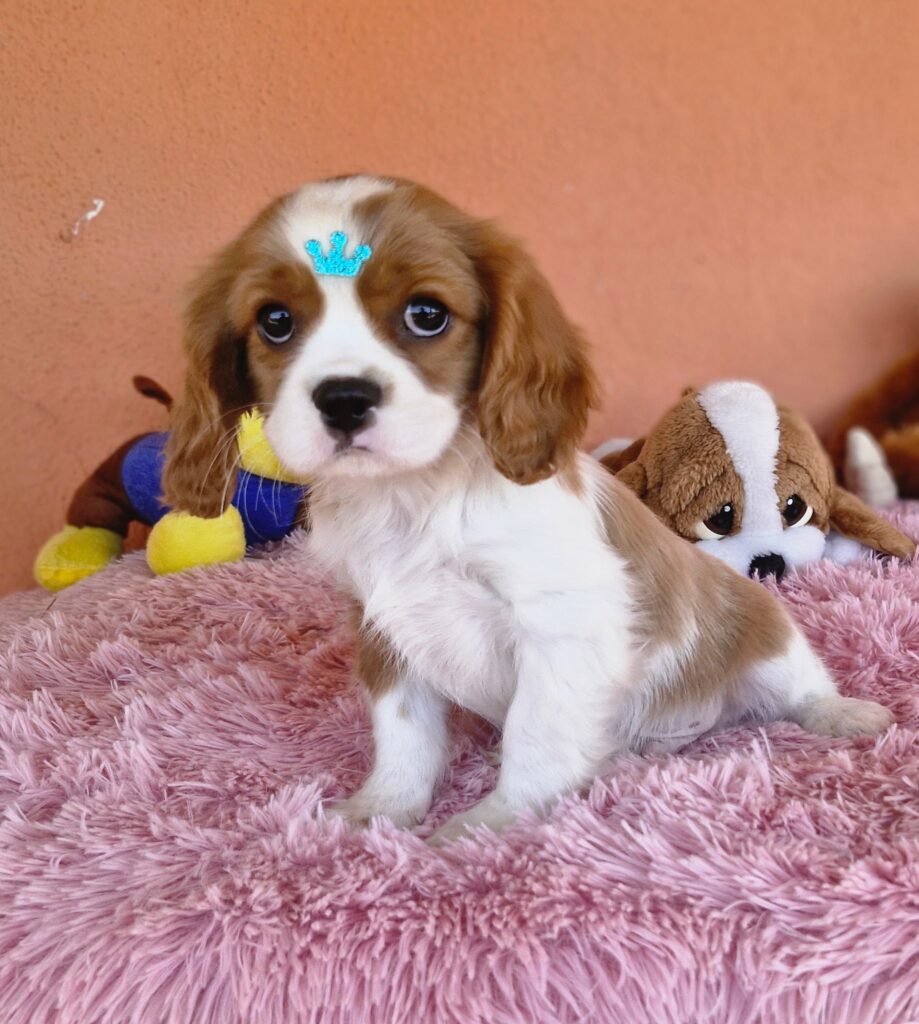 original_3bfb5886-0581-4059-b0f4-9359cb196d54_20240820_132547