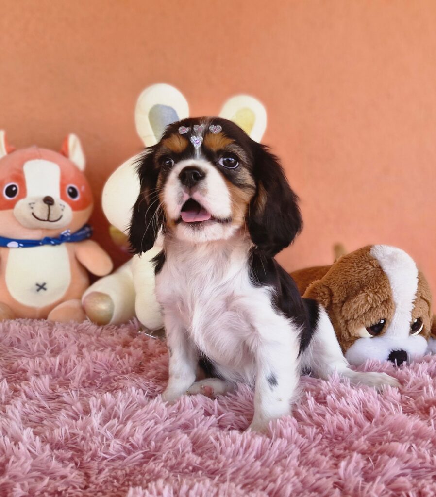 original_4191e317-884f-4820-8c39-3ad1faec6e02_20240820_133905