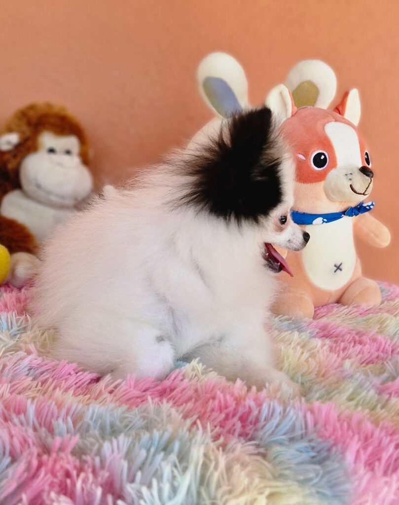 original_6f83058c-63e7-4b7f-8cd0-dc0516054fe7_20240820_111523