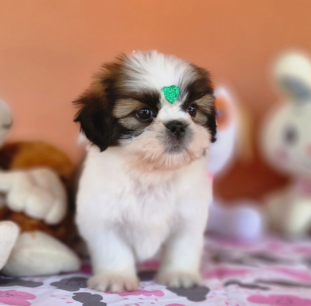 original_784e45cd-8963-4376-91b1-f11073c97e1f_20240820_125602