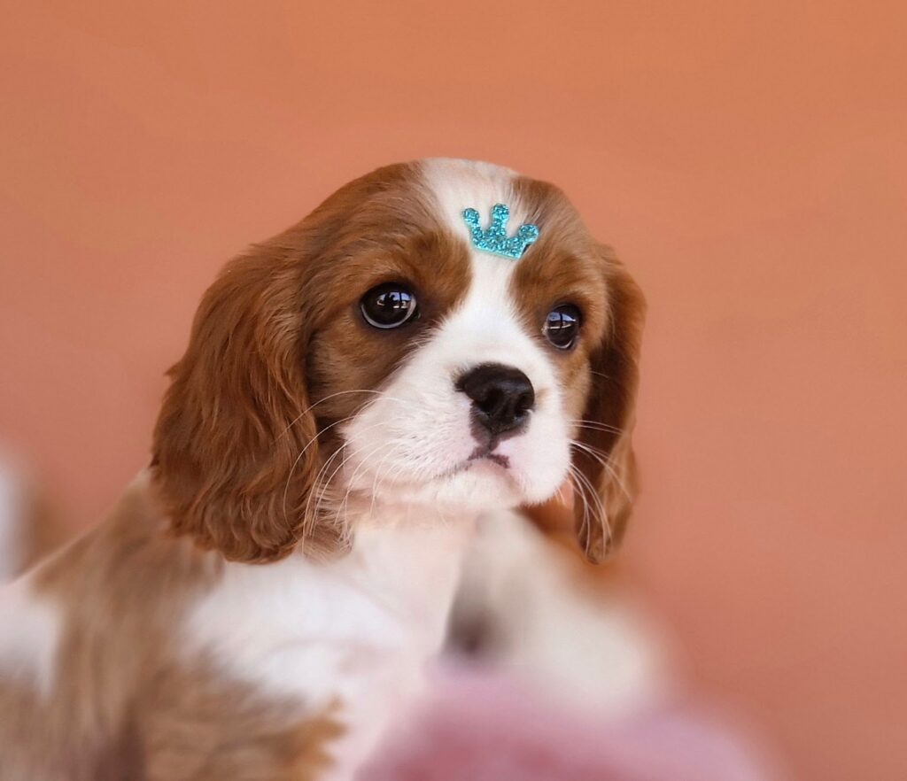 original_7a29c6b1-d092-462c-a557-f19e14ecb1d7_20240820_132527