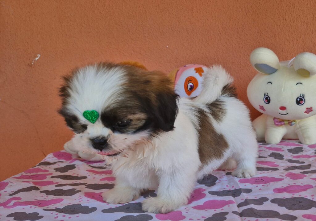 original_7cf7e435-2f6c-490f-9169-836693045b6b_20240820_131630