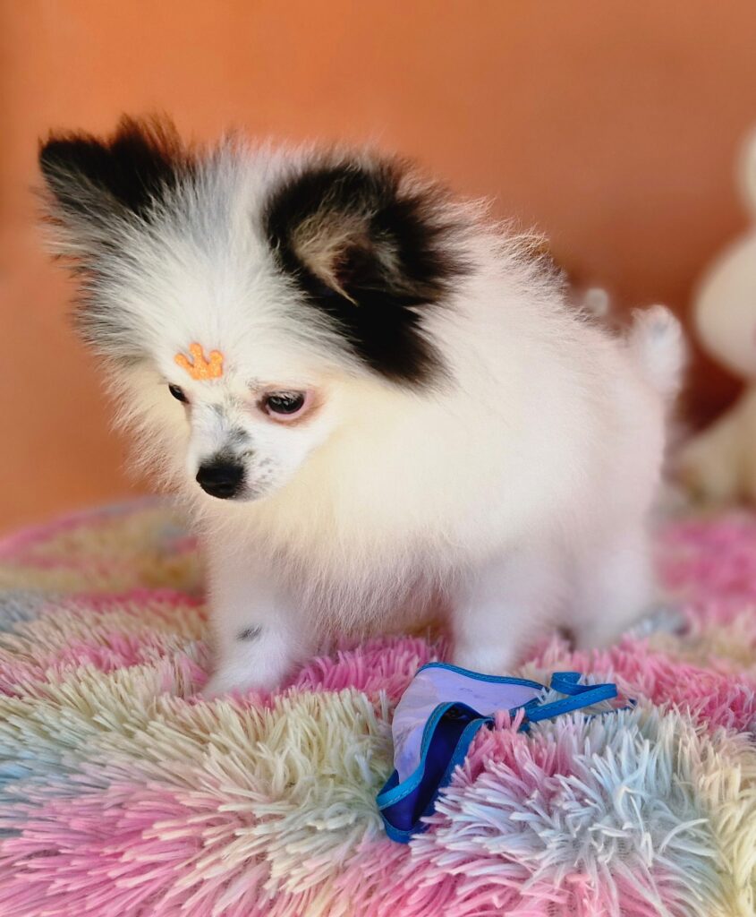 original_7e70adc9-9c96-4a32-8095-6d496c112033_20240820_111247