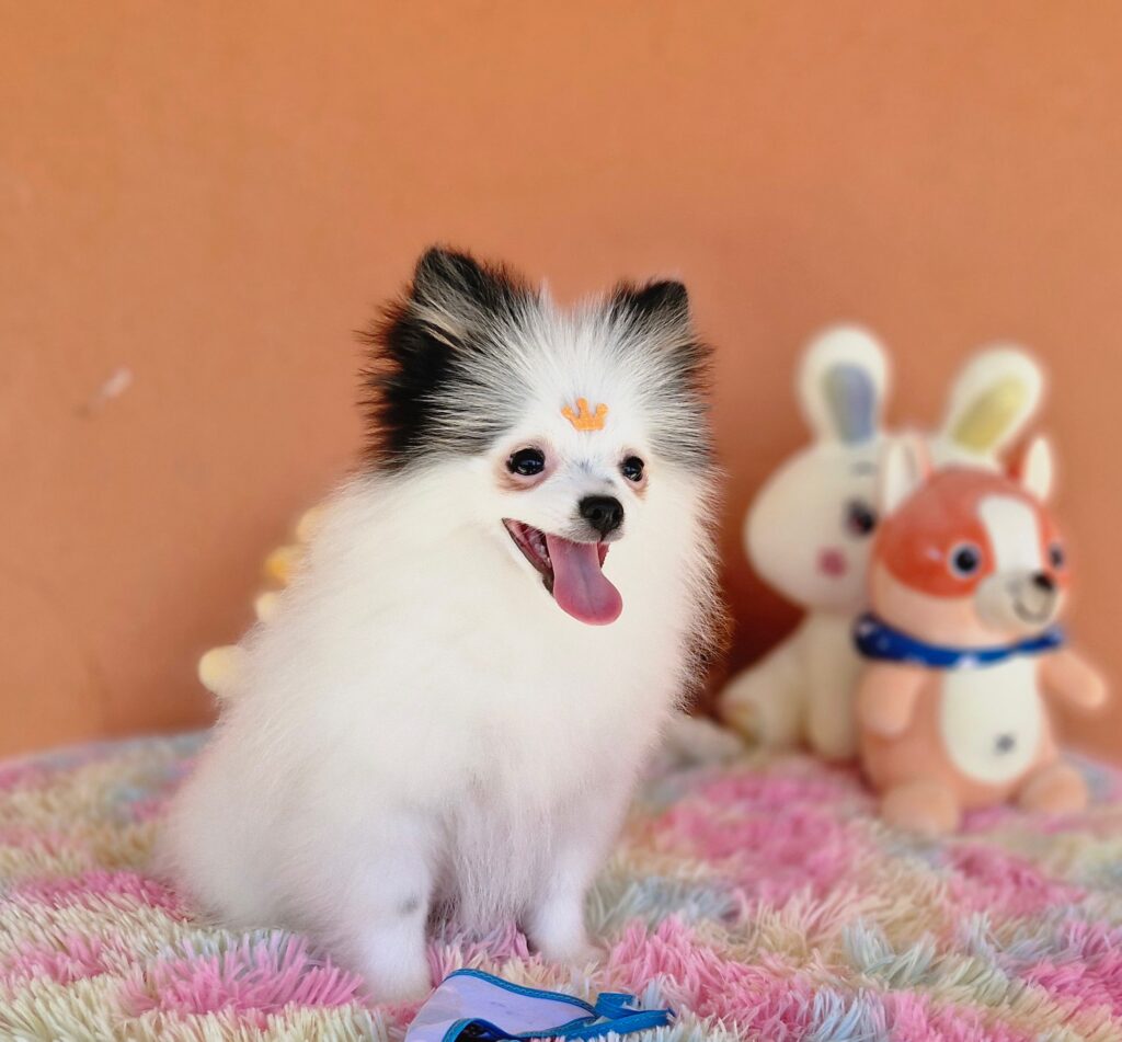 original_8f5689cb-b6a5-4cce-b9b2-0ca4c2f23be5_20240820_111255