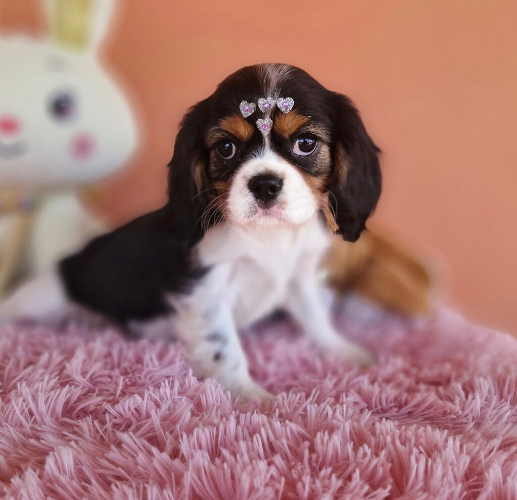 original_924e15d2-1b9e-4e82-962a-30044f68d42a_20240820_134034