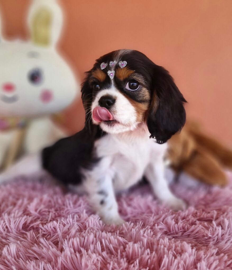 original_9d4c8fc4-8b1f-431a-8c06-7481b86a2288_20240820_134032