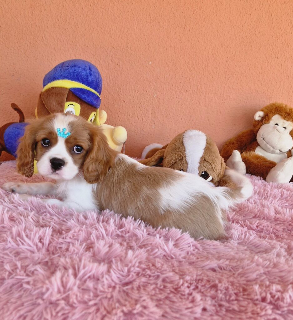 original_a88f05f0-e50c-45d6-8d26-910f30082500_20240820_132431