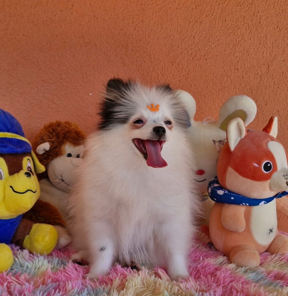 original_afd024ca-9ca1-4a90-8716-060329b304b0_20240820_111744