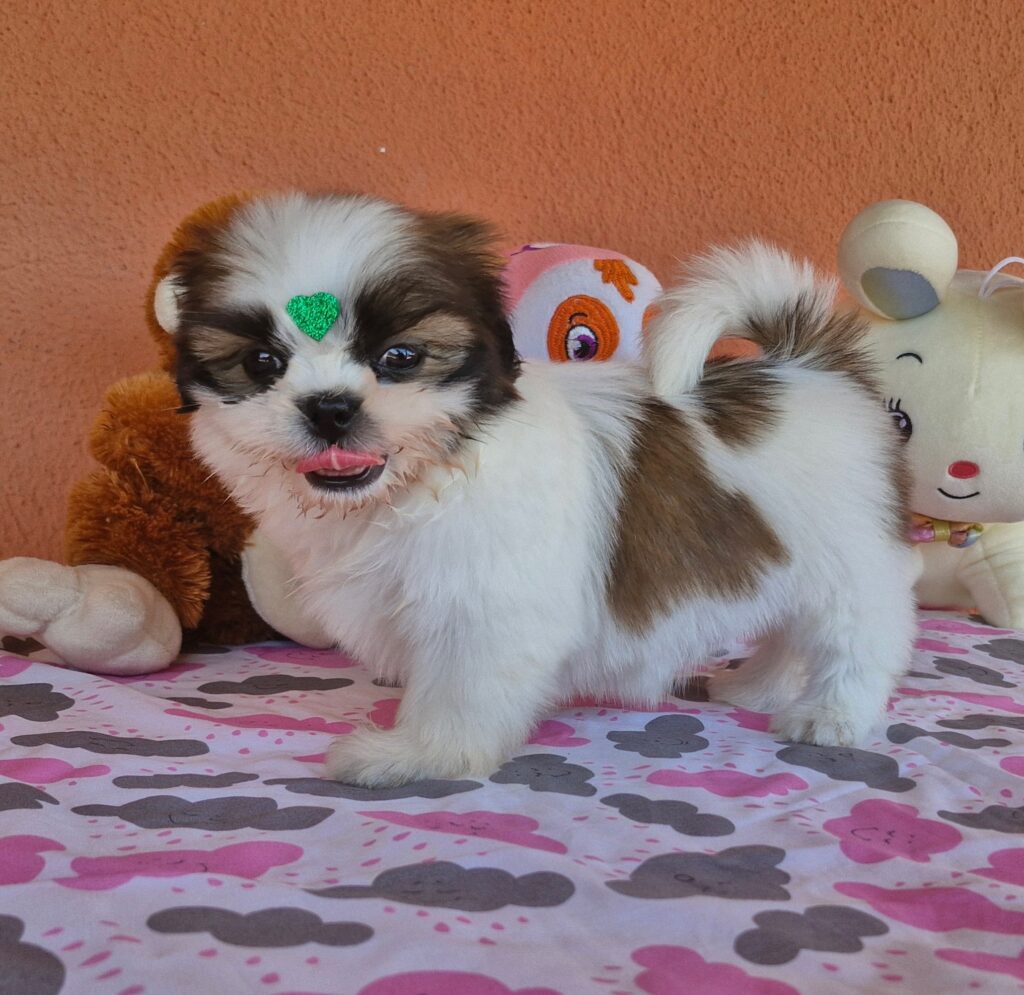 original_b291af60-a2d2-4719-9577-e5d122cdf010_20240820_131648