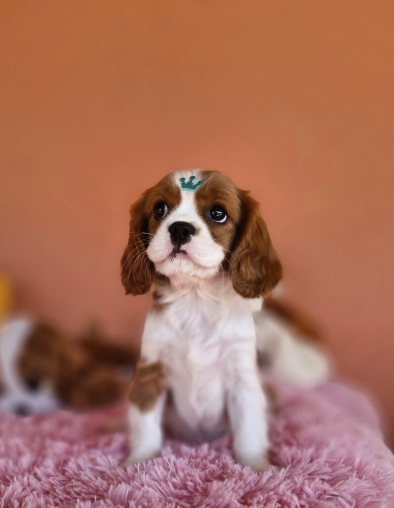 original_bf6907a7-ab63-44eb-8999-3d5f5e5dffb0_20240820_132353