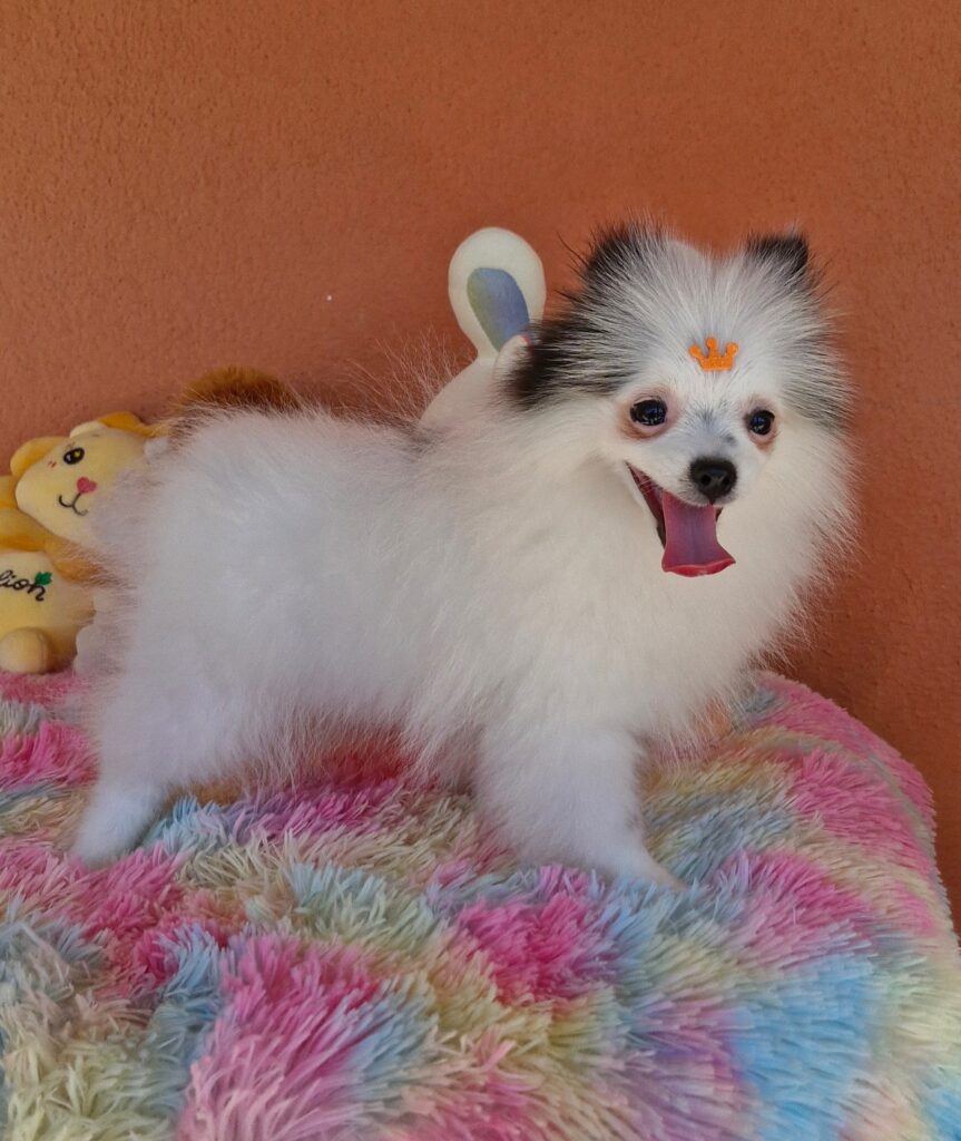 original_c2e711db-af35-4213-8c1c-c66d076b03d3_20240820_111149