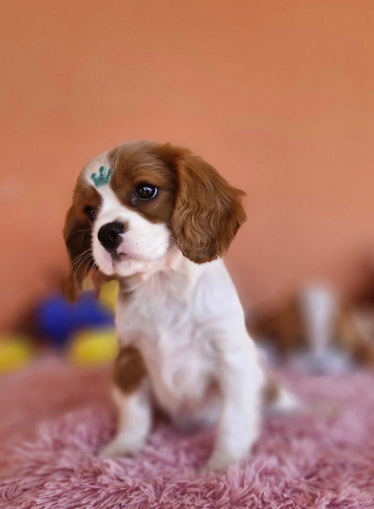 original_ca44fd46-8bf0-4ee5-949d-5547e6278fbb_20240820_132445