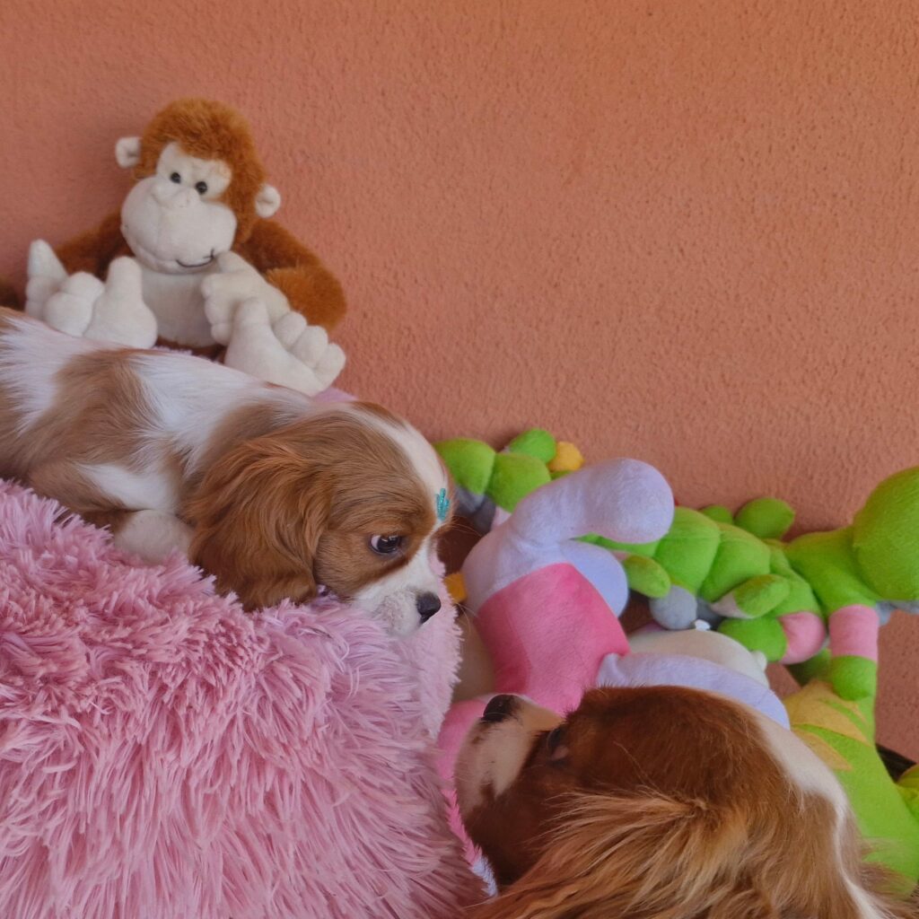 original_d65ec623-5018-442a-8968-116a561654ab_20240820_132225