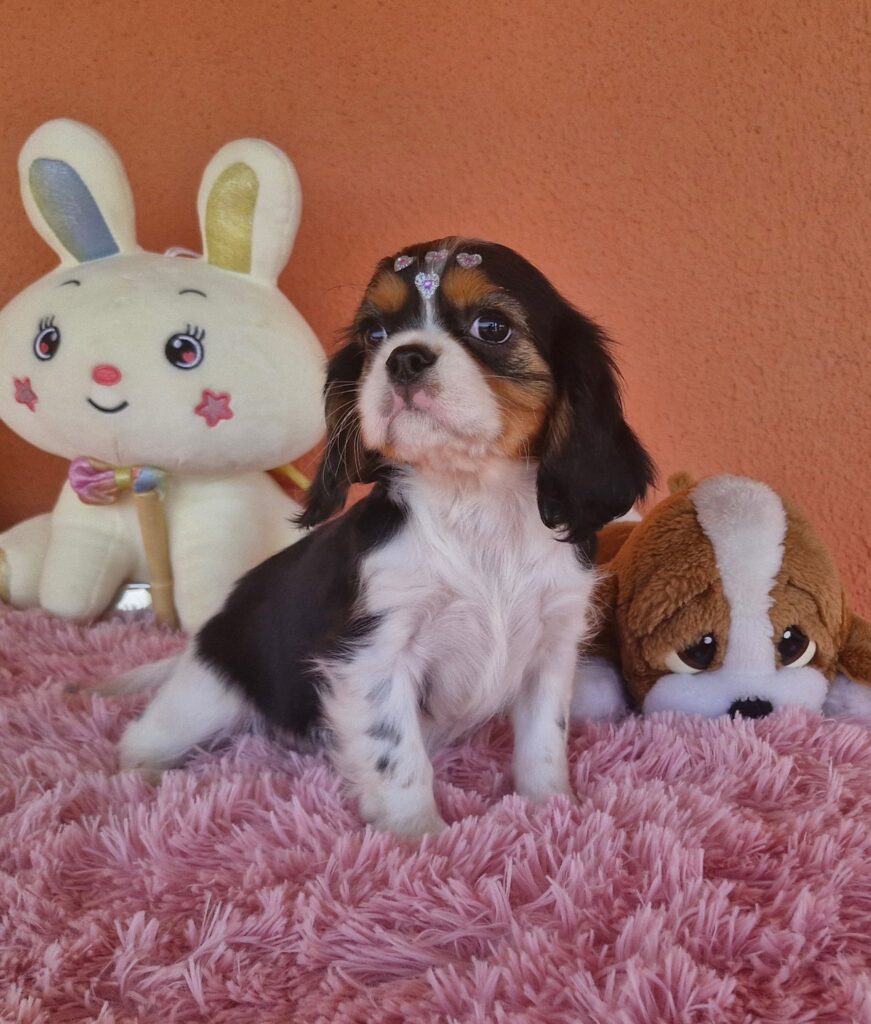 original_dc5803dc-5e18-4a0d-aaee-863ec00a0d54_20240820_133657