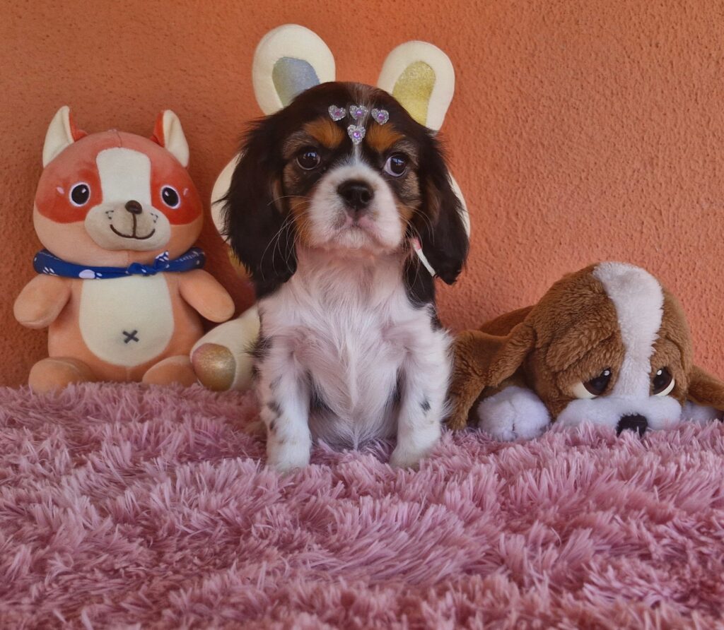 original_ec617171-8696-4673-aade-faed747ea35c_20240820_133837