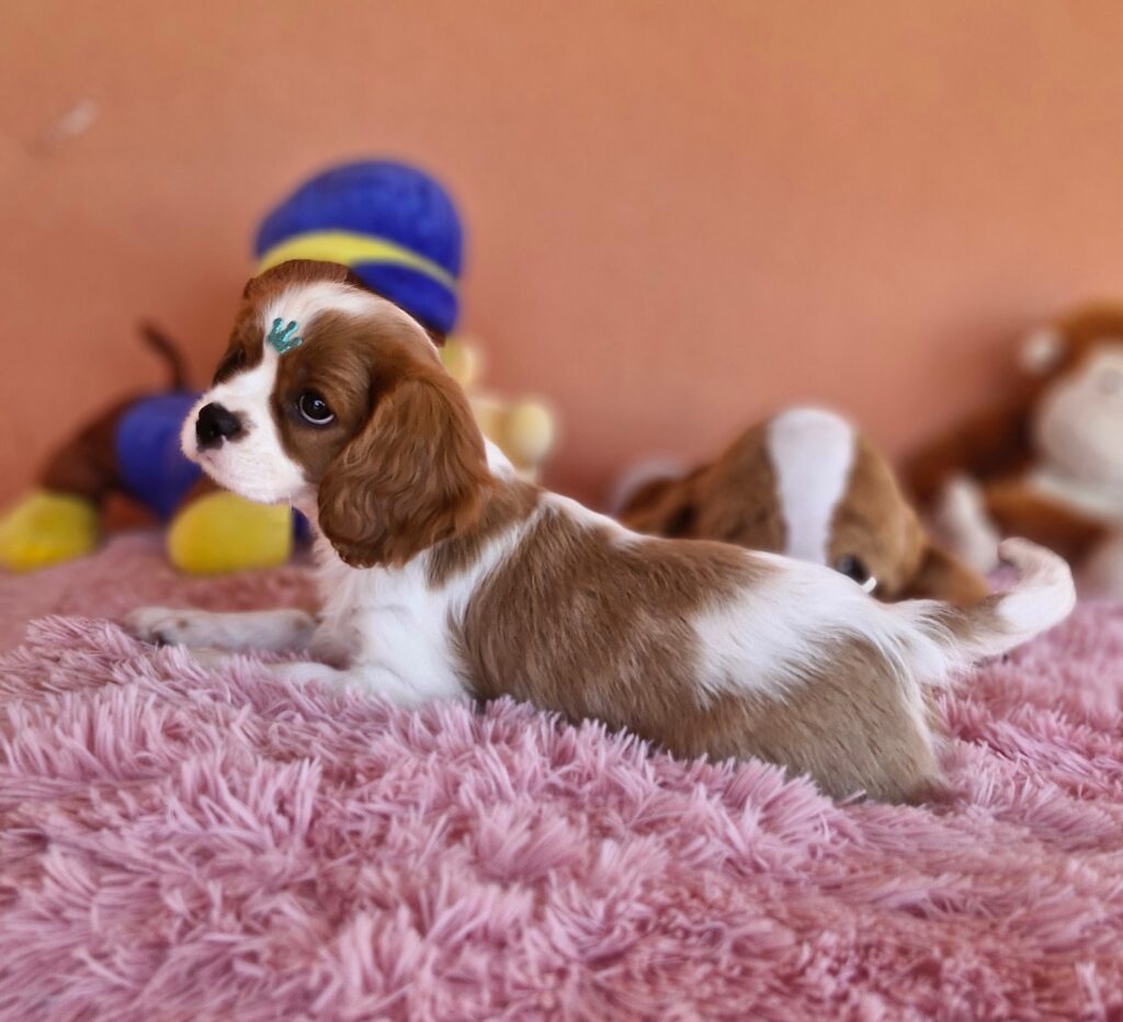 original_f67caa21-840e-4571-8cf9-55370a76eef0_20240820_132426(0)