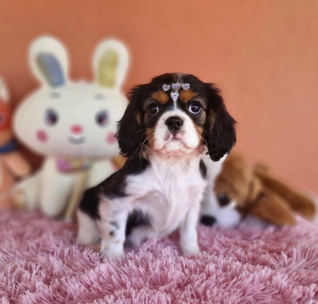 original_fae0bc4c-a60c-41ca-915a-e30a82679da2_20240820_134122