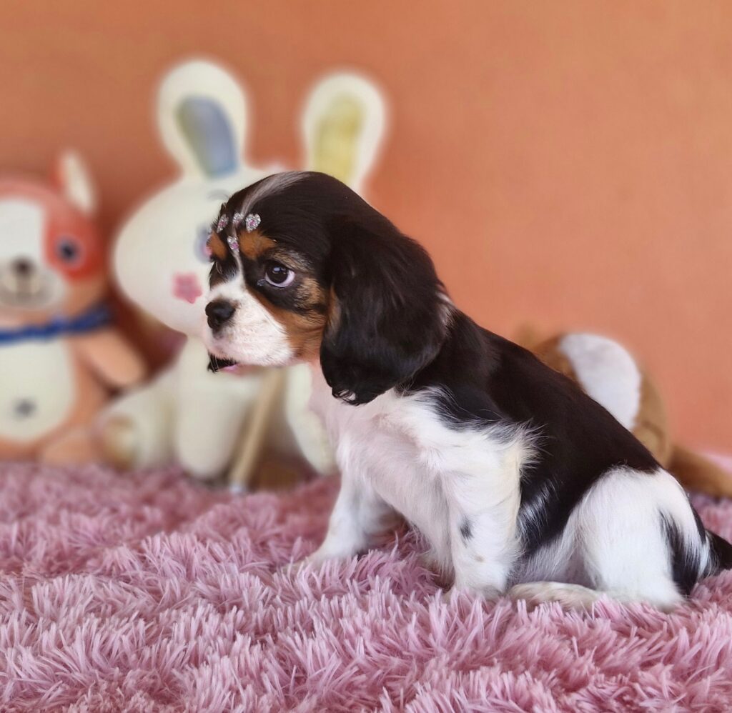 original_ff2f87ea-9d21-4b45-91a2-9ea29ed2a87d_20240820_133926