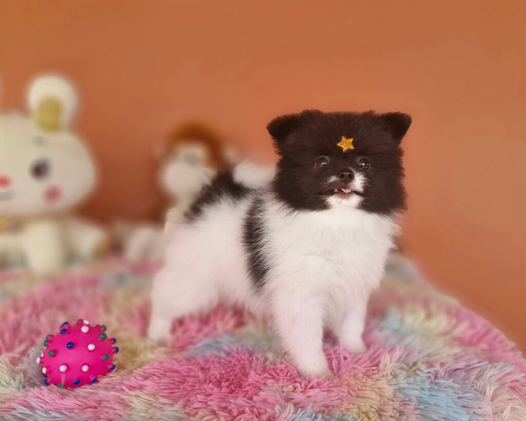 original_755e882b-e874-48f9-9ba7-450923fa612b_20241009_112443